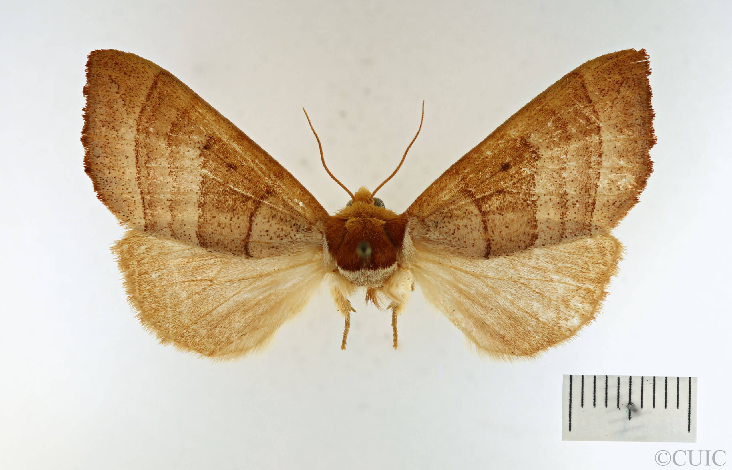 dorsal view of adult Datana drexelii