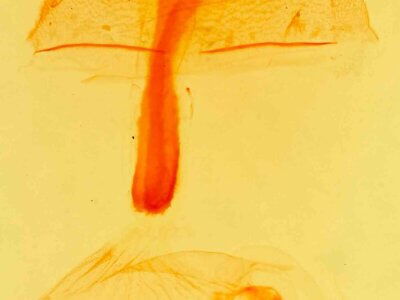 genitalia view of adult Idia