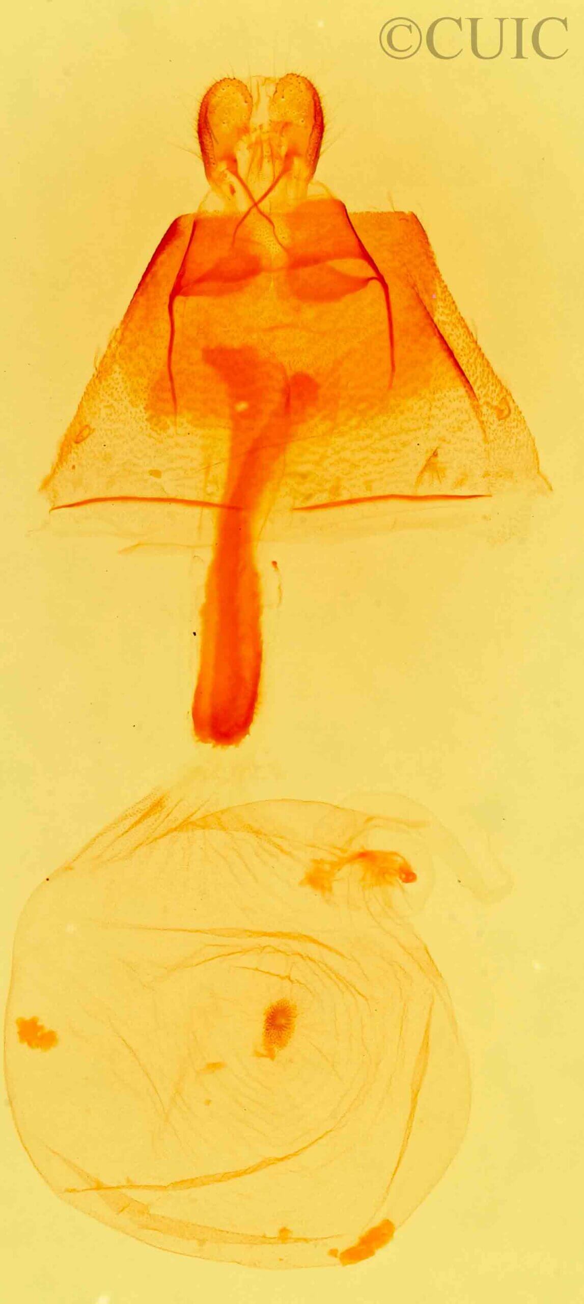 genitalia view of adult Idia