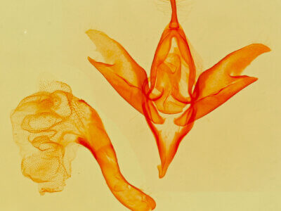 genitalia view of adult Idia sp.