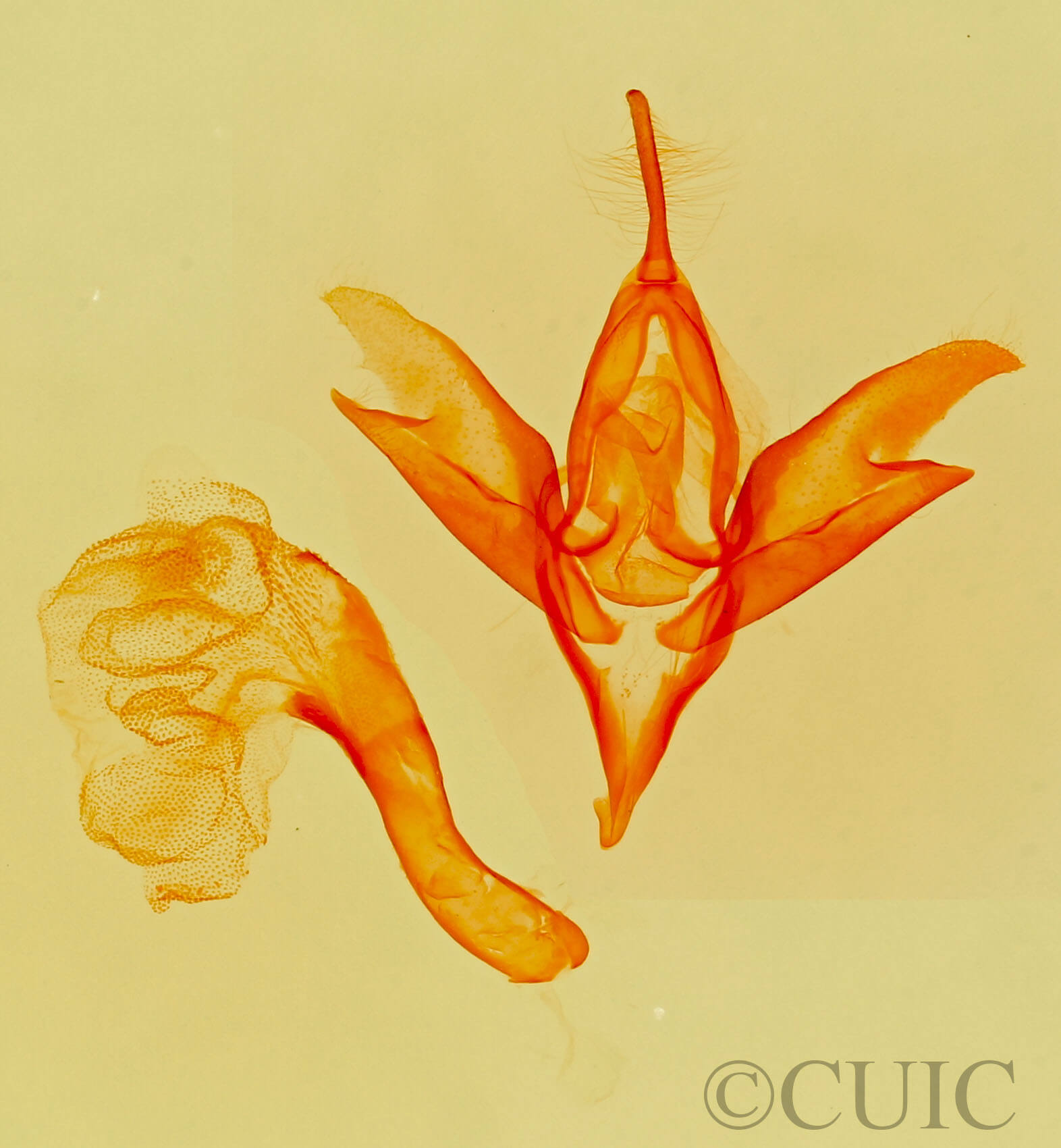 genitalia view of adult Idia sp.