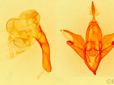 genitalia view of adult Idia sp.