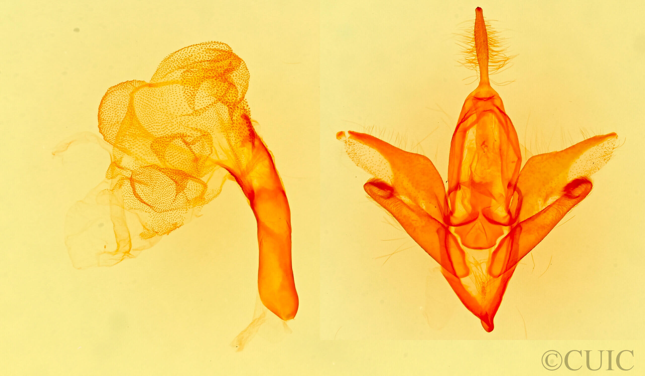genitalia view of adult Idia sp.
