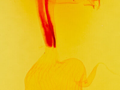 genitalia view of adult Idia