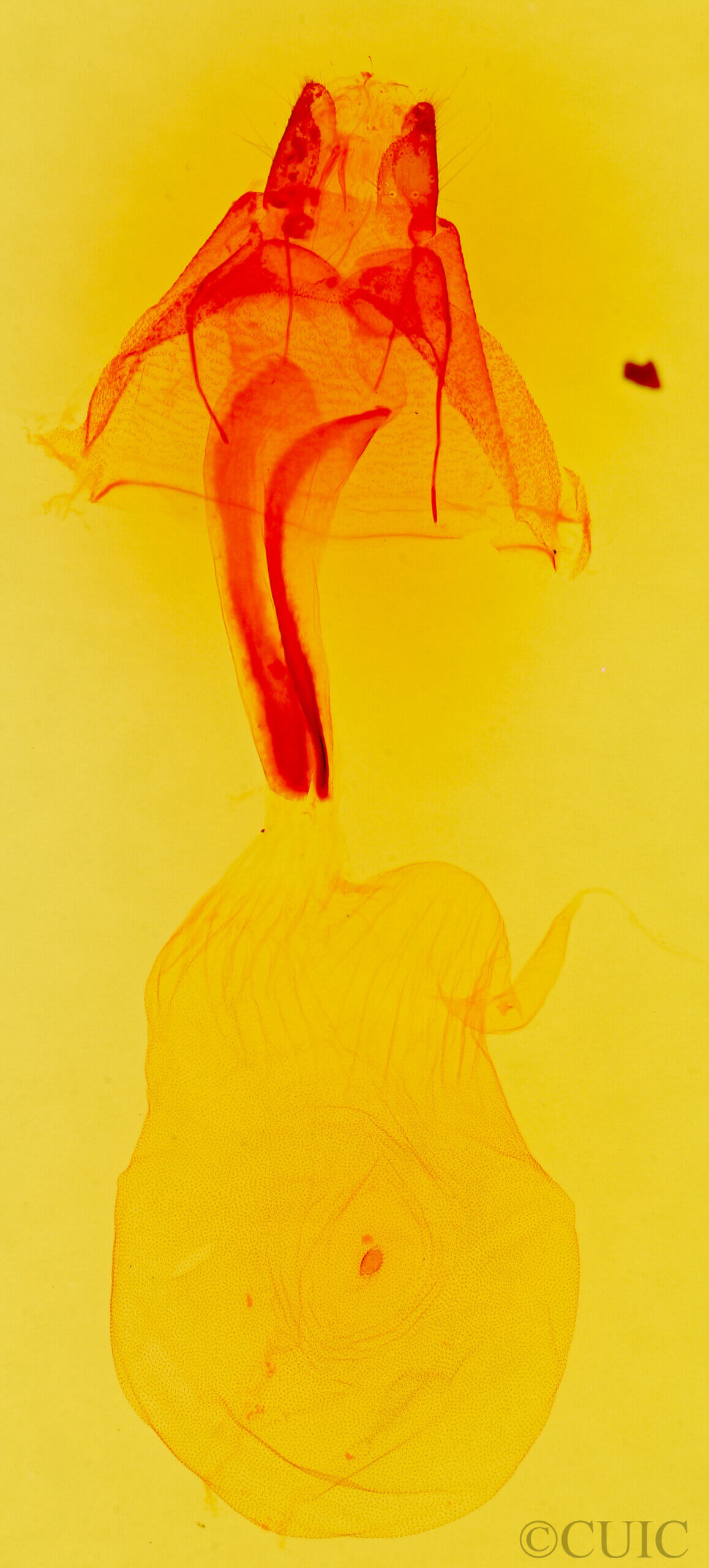 genitalia view of adult Idia