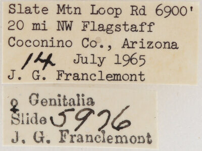 label view of adult Meris