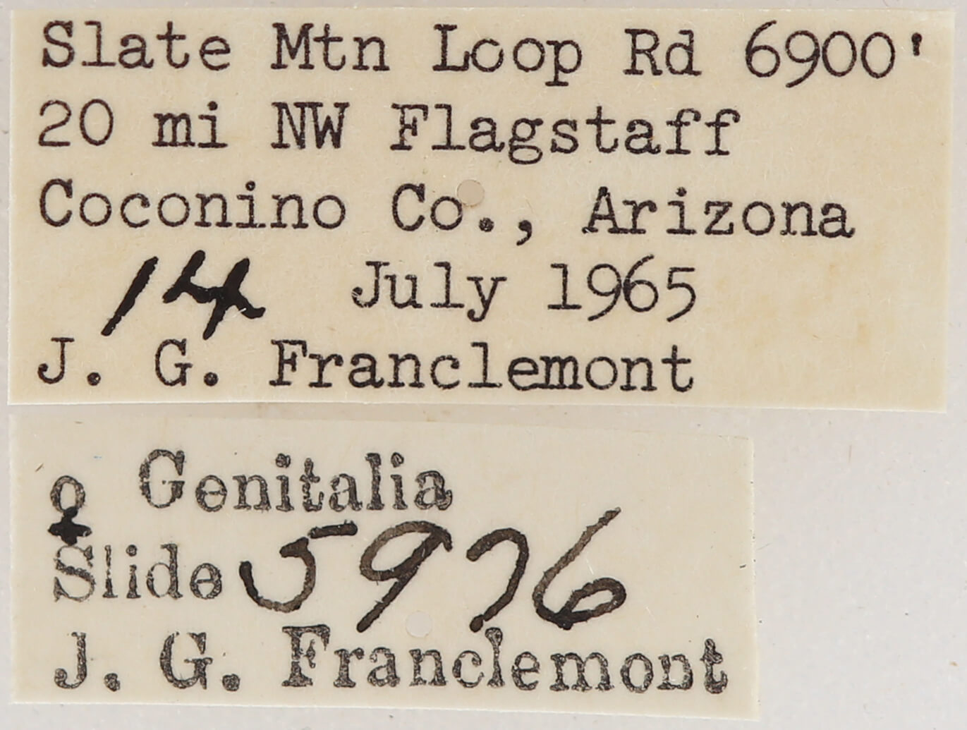 label view of adult Meris