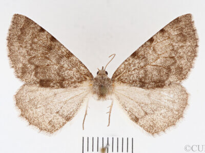 dorsal view of adult Meris