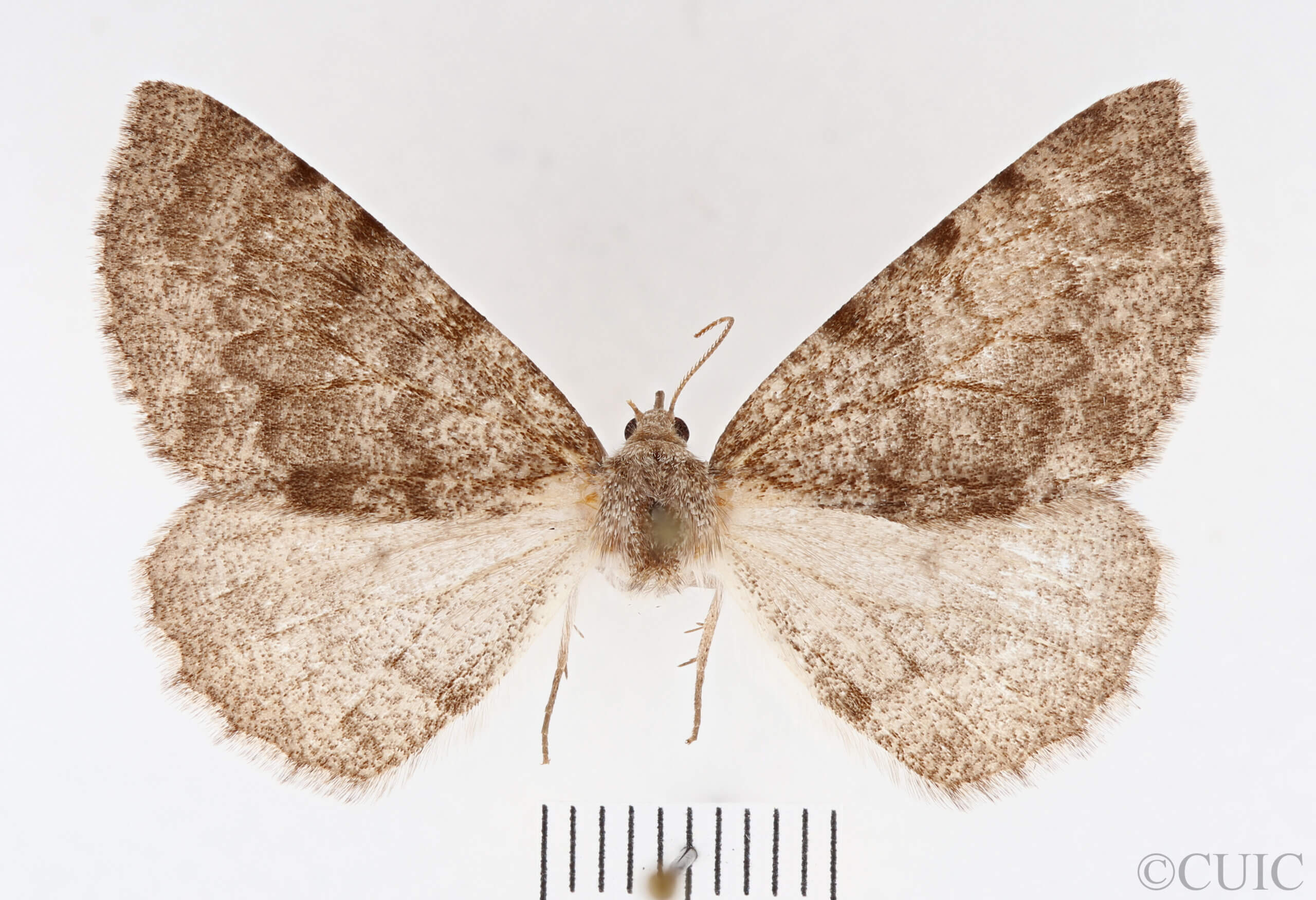 dorsal view of adult Meris