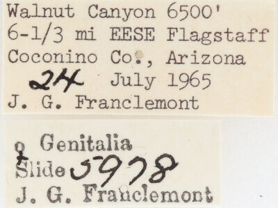 label view of adult Meris