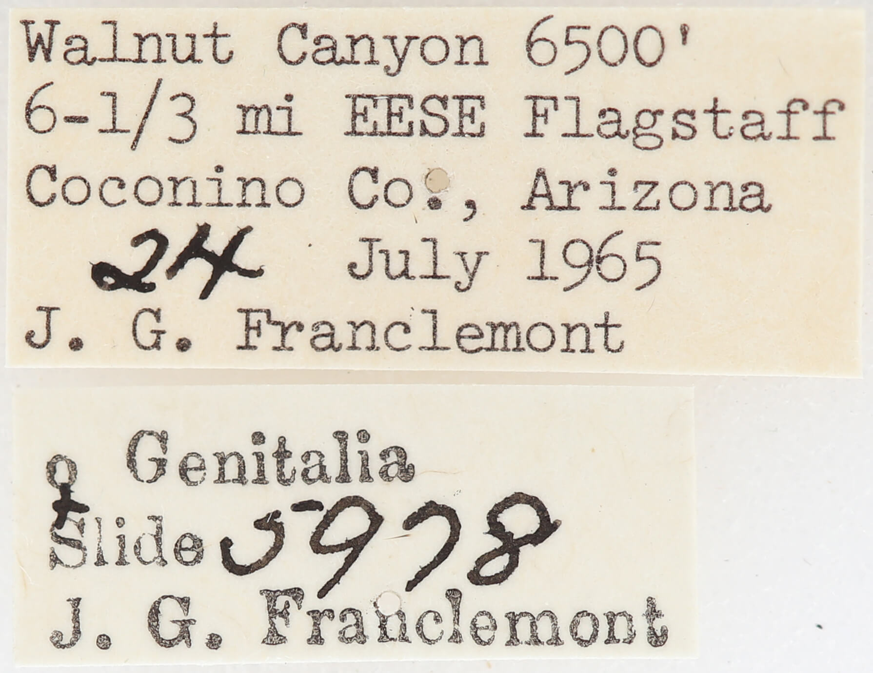 label view of adult Meris