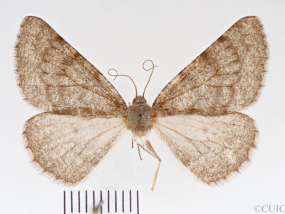 dorsal view of adult Meris