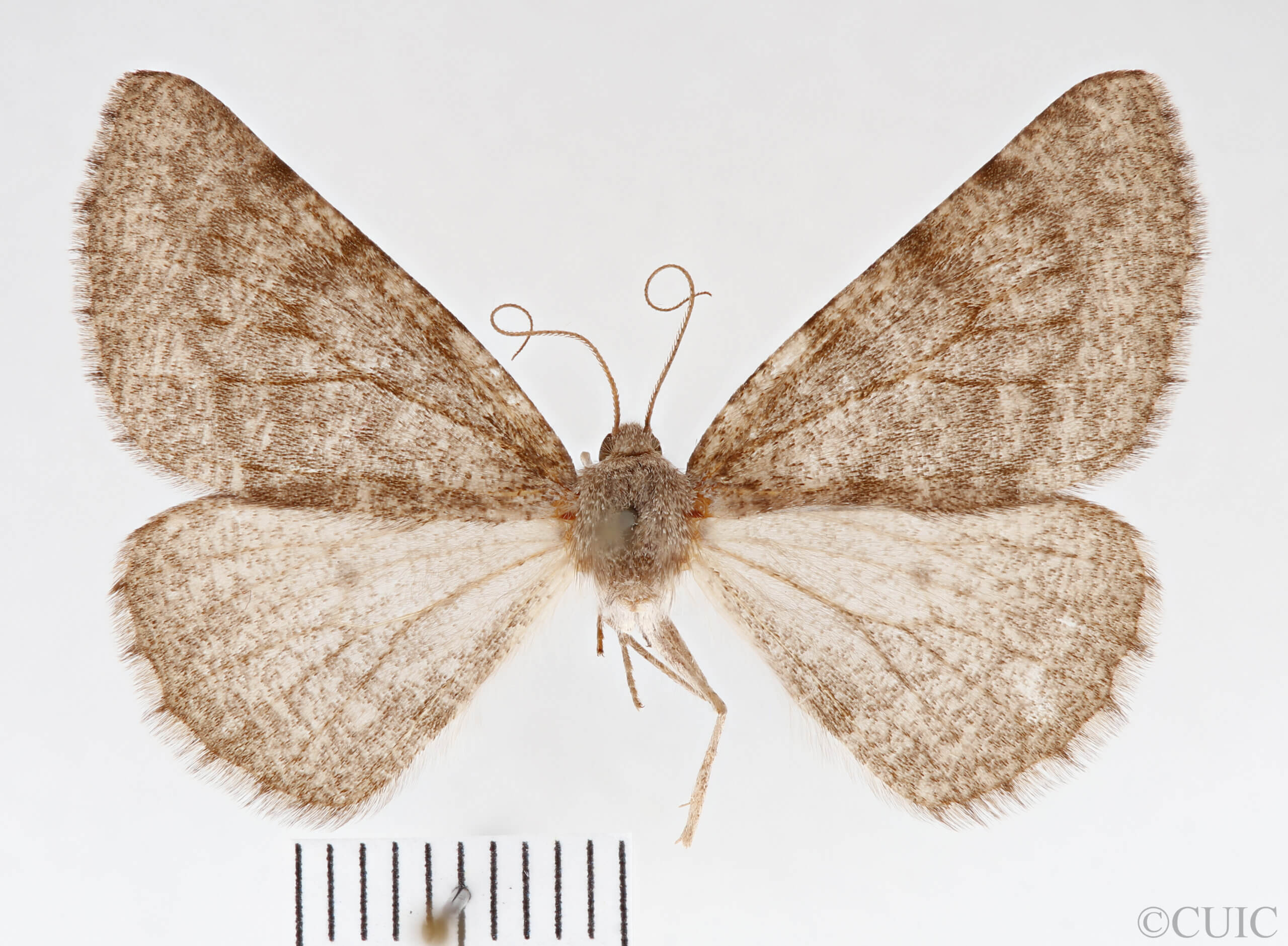 dorsal view of adult Meris