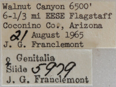 label view of adult Meris