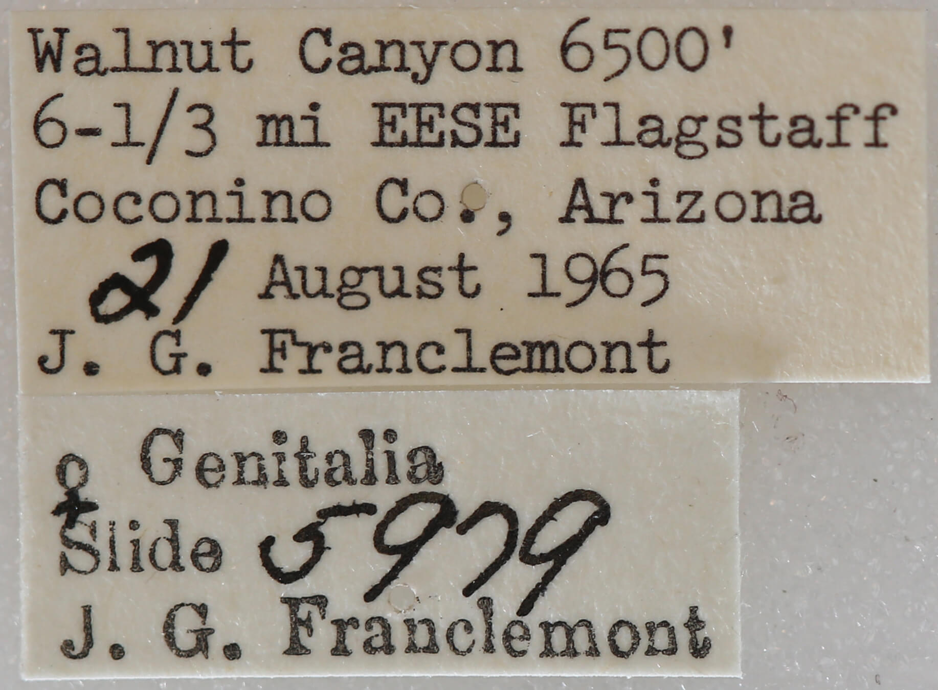 label view of adult Meris