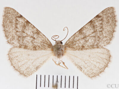 dorsal view of adult Meris