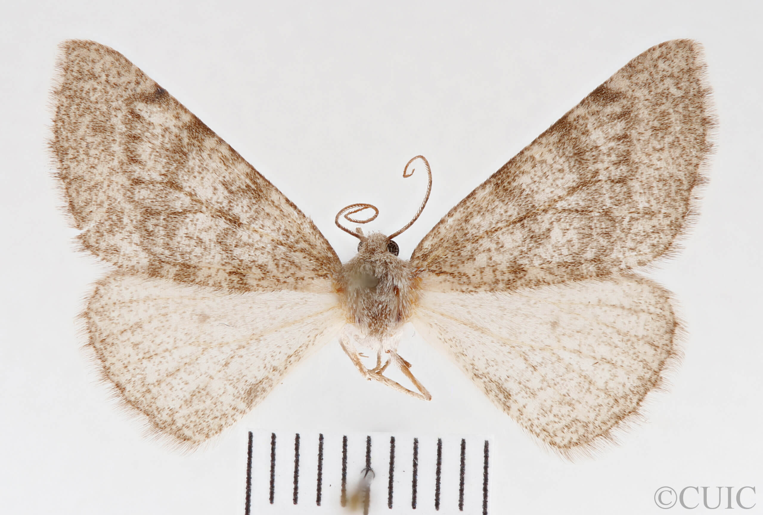 dorsal view of adult Meris