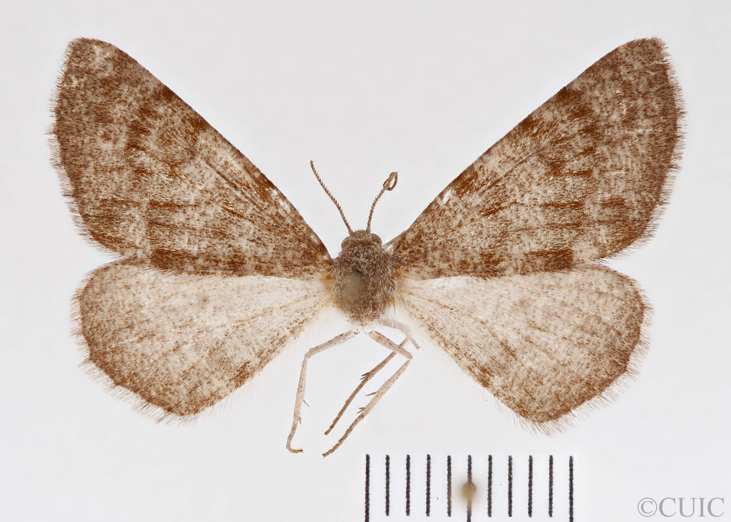 dorsal view of adult Meris