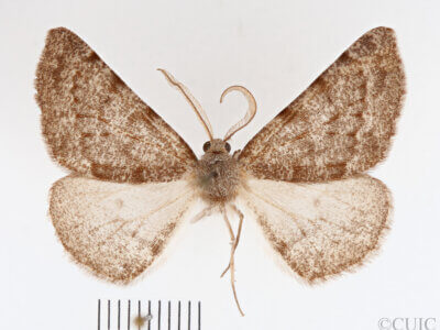 dorsal view of adult Meris alticola