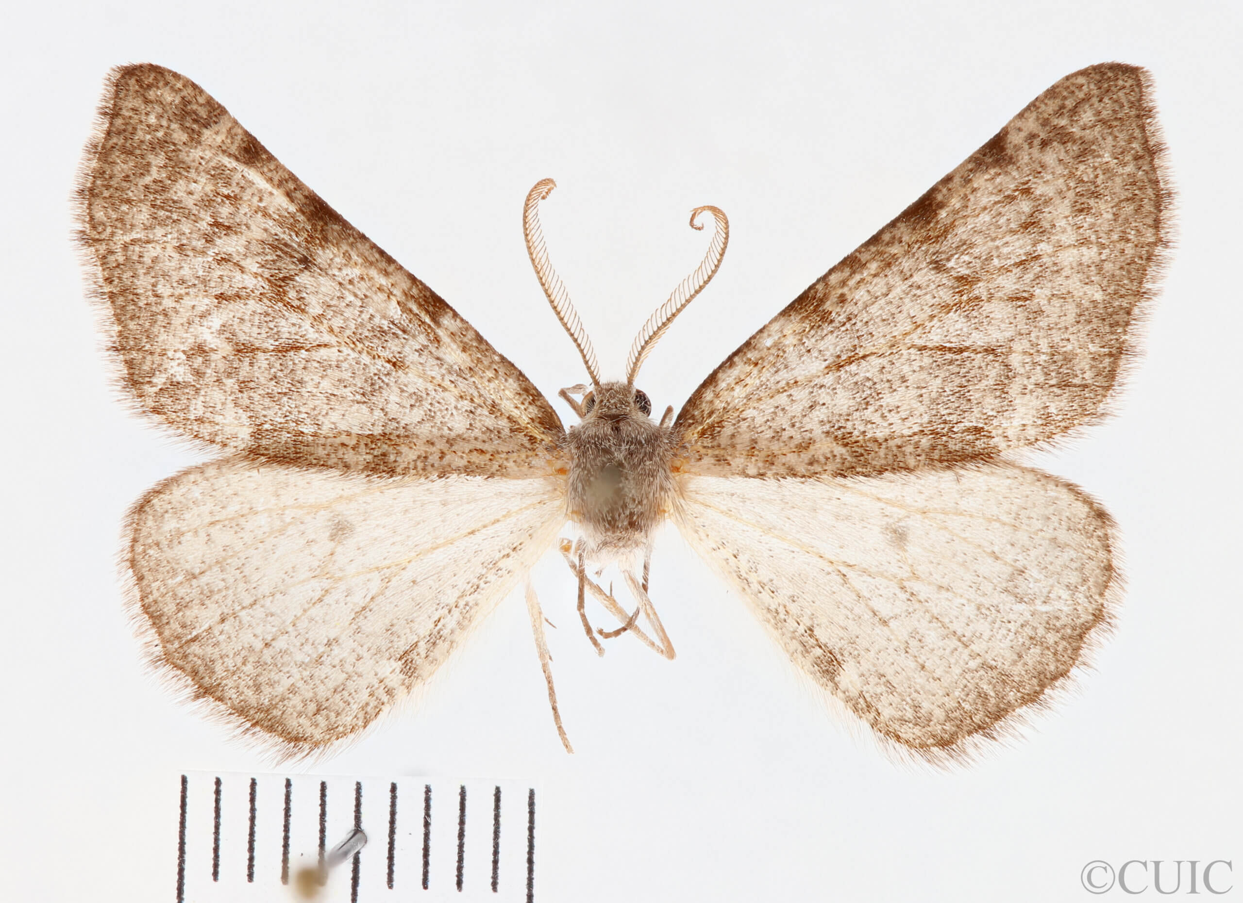 dorsal view of adult Meris
