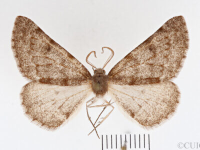 dorsal view of adult Meris