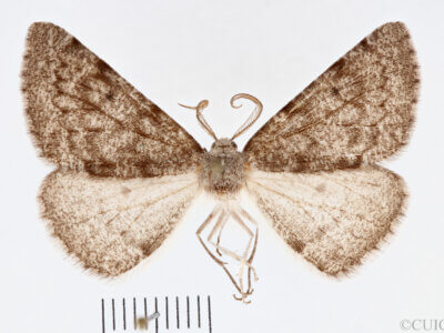 dorsal view of adult Meris