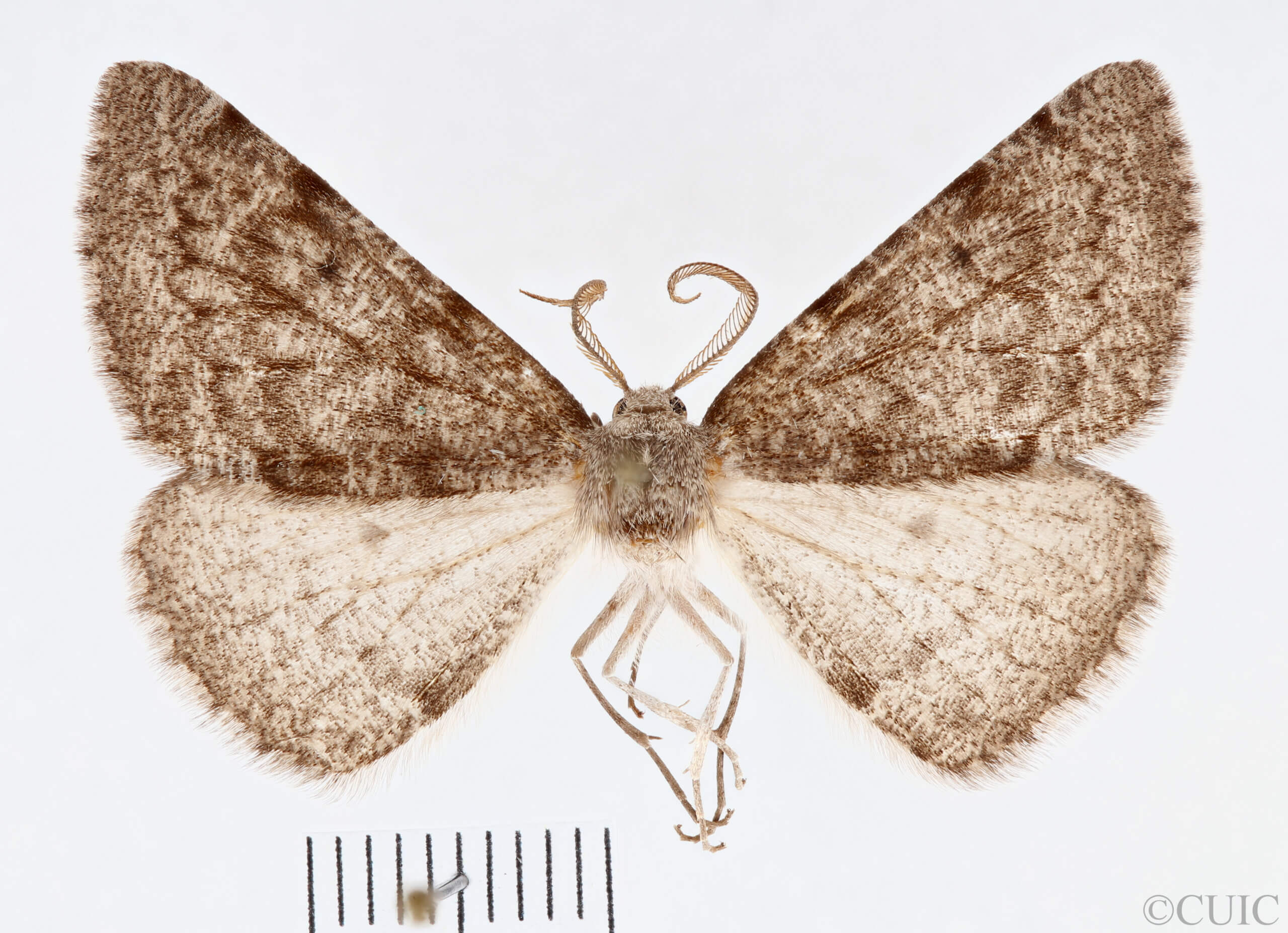 dorsal view of adult Meris
