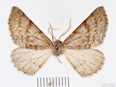 dorsal view of adult Meris