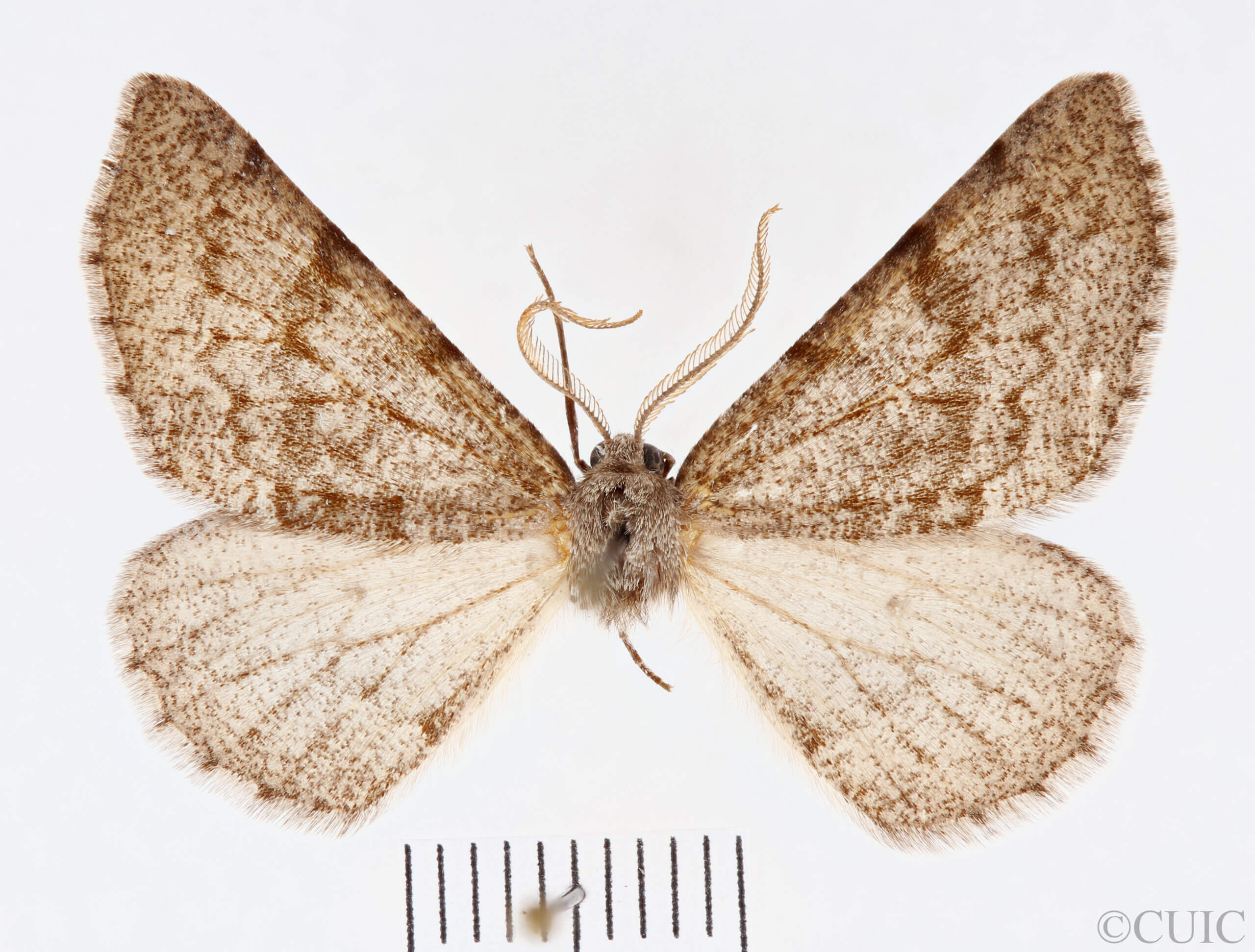 dorsal view of adult Meris