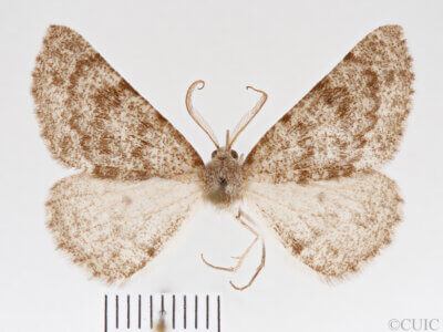 dorsal view of adult Meris