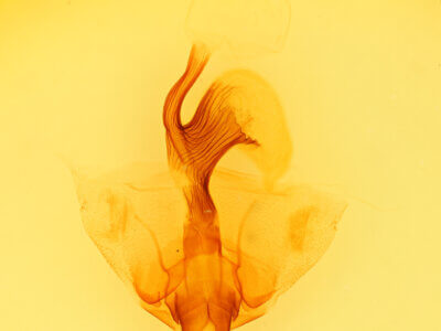 genitalia view of adult Datana ranaeceps