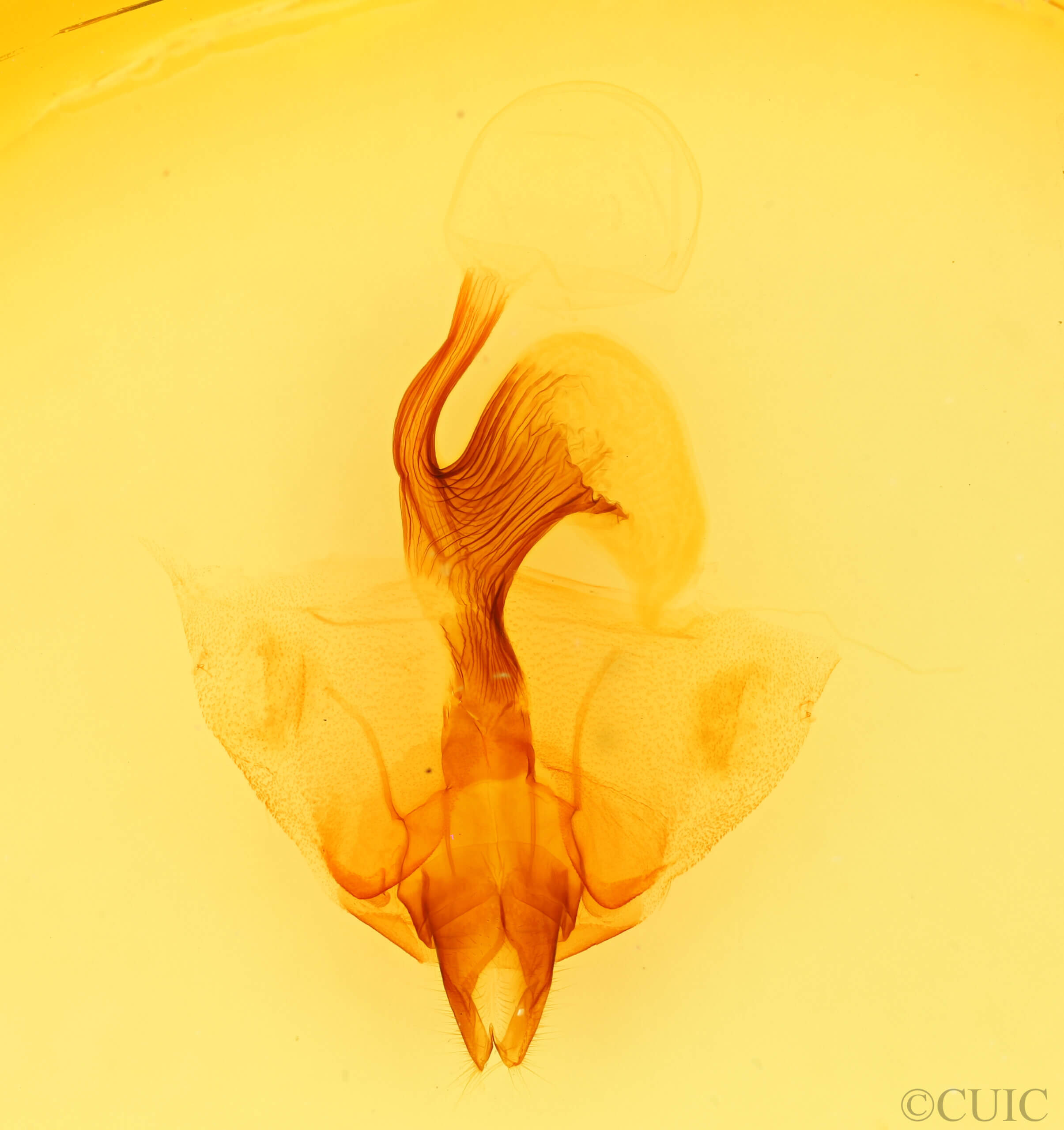 genitalia view of adult Datana ranaeceps