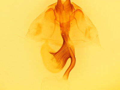 genitalia view of adult Leucania stolata