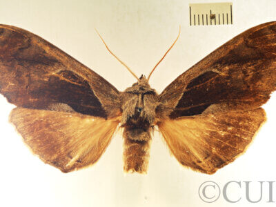 dorsal view of adult Crinodes biedermani