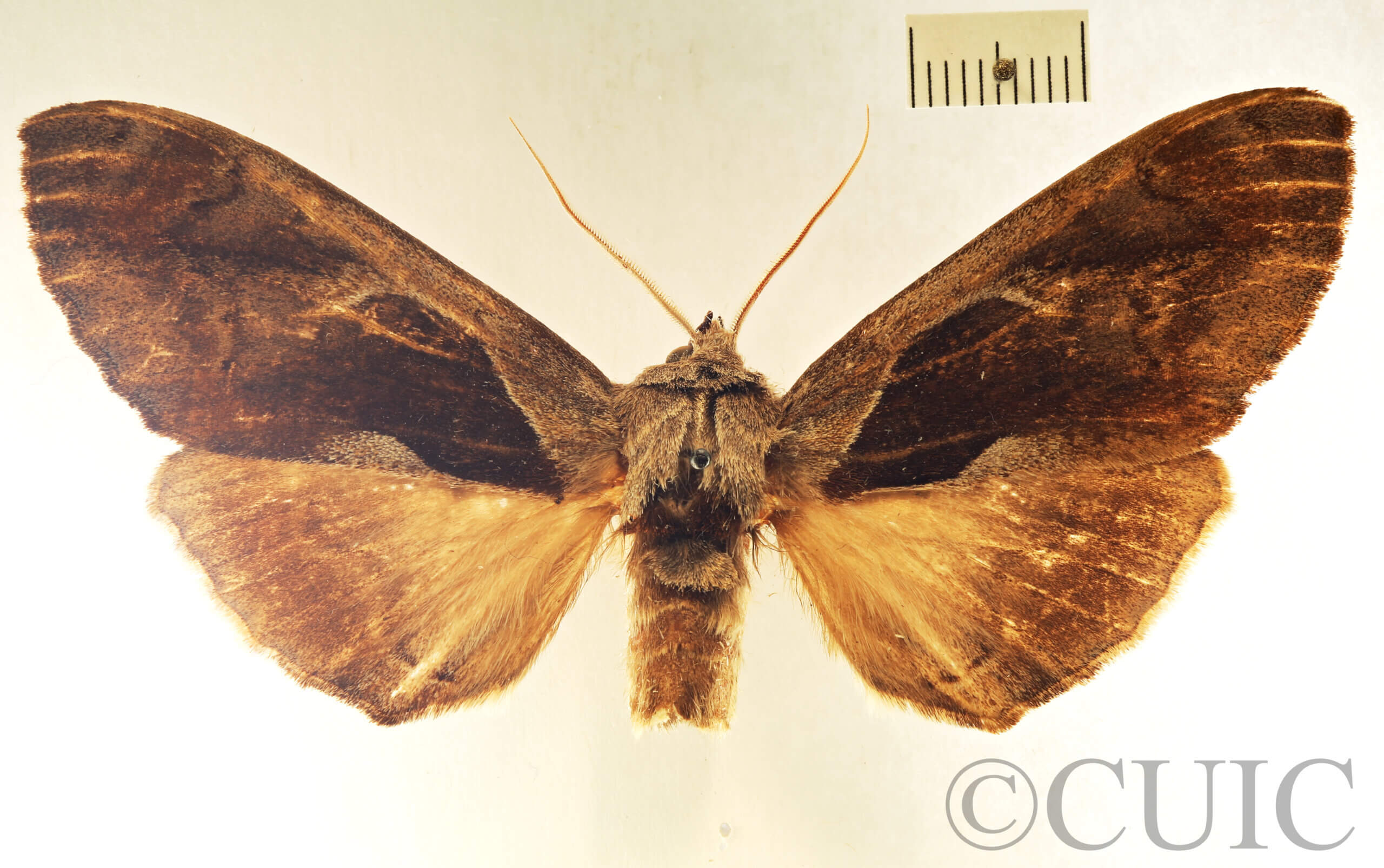 dorsal view of adult Crinodes biedermani