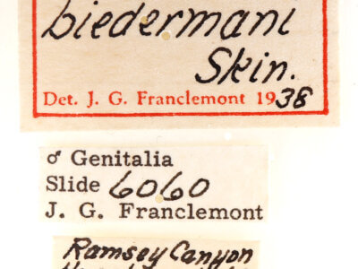 label view of adult Crinodes biedermani