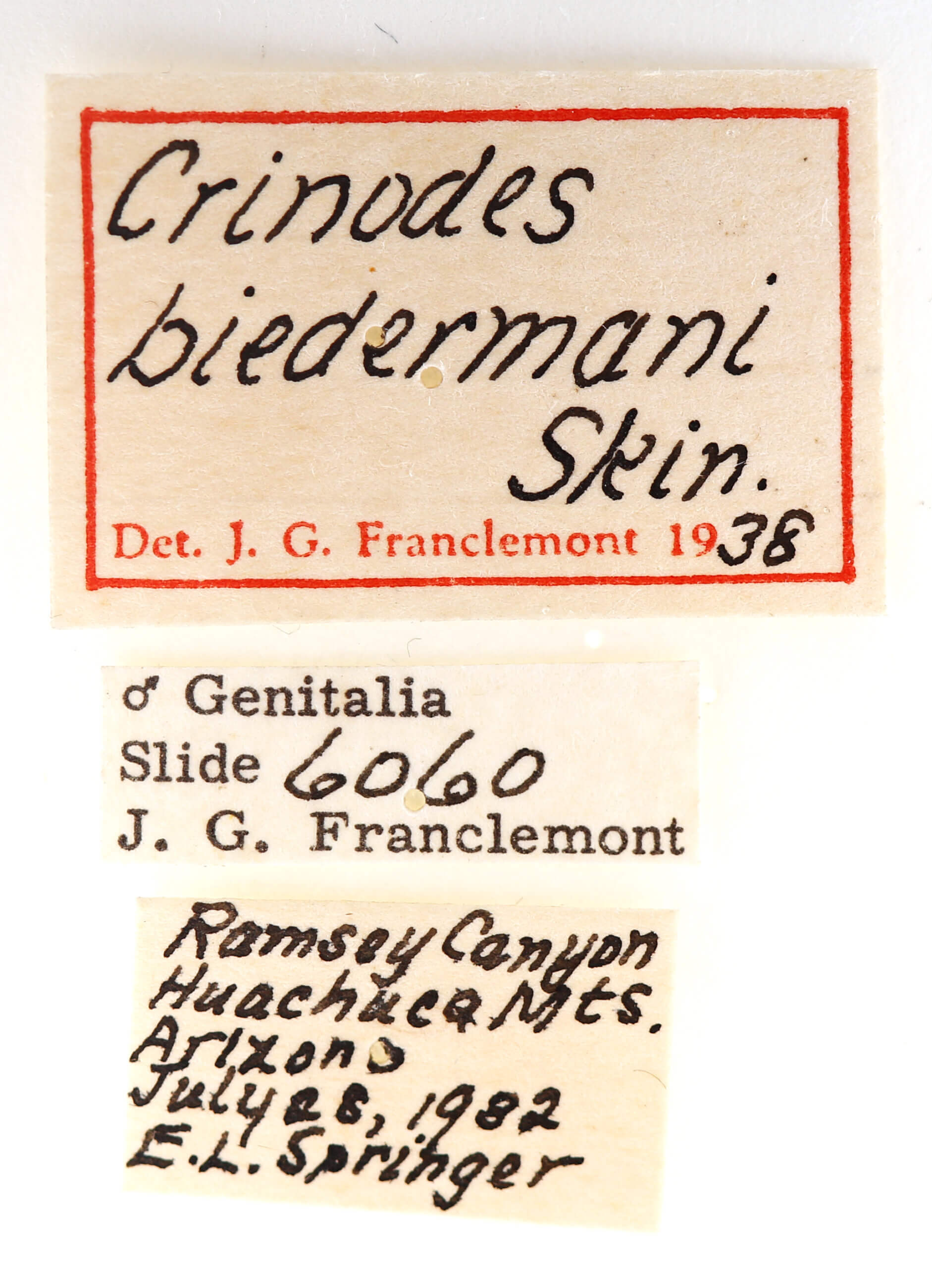 label view of adult Crinodes biedermani