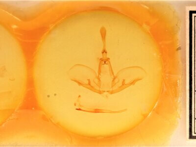 slide view of adult Crinodes biedermani