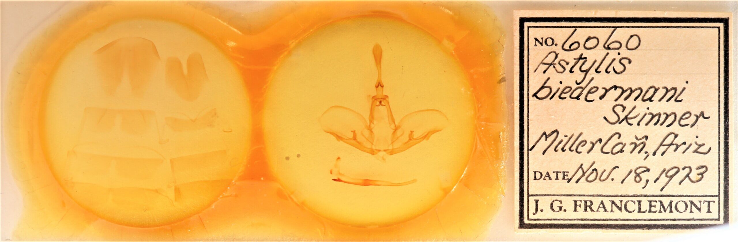 slide view of adult Crinodes biedermani