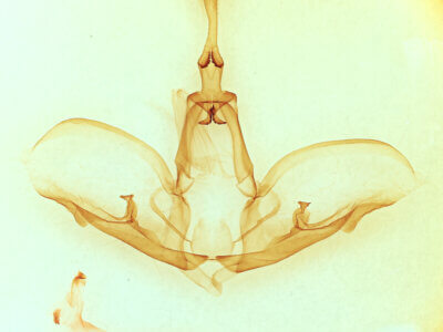 genitalia view of adult Crinodes biedermani