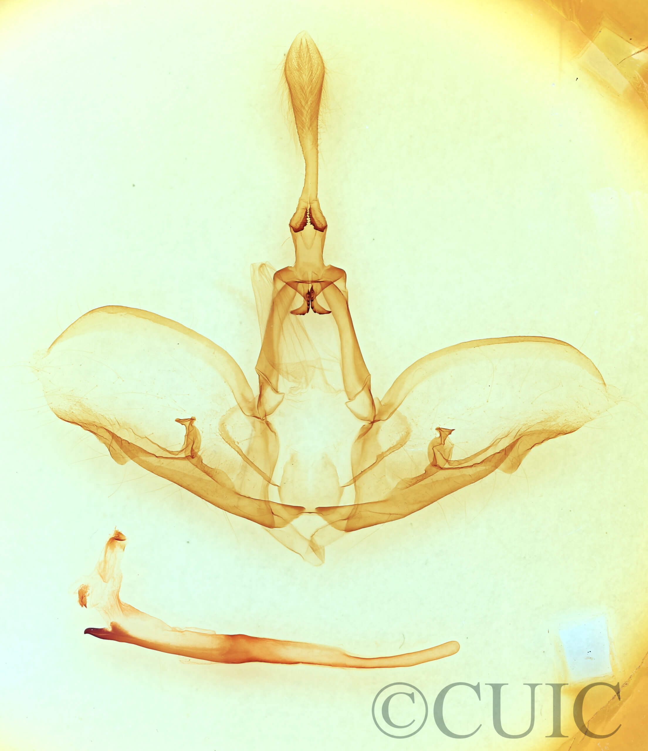 genitalia view of adult Crinodes biedermani