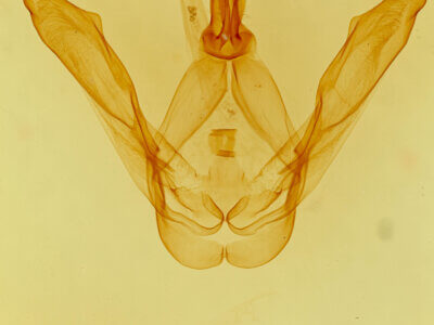 genitalia view of adult Macrurocampa zayasi