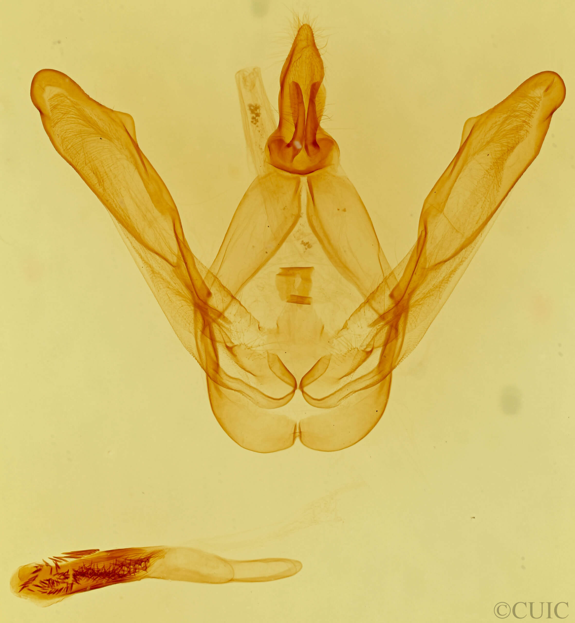genitalia view of adult Macrurocampa zayasi