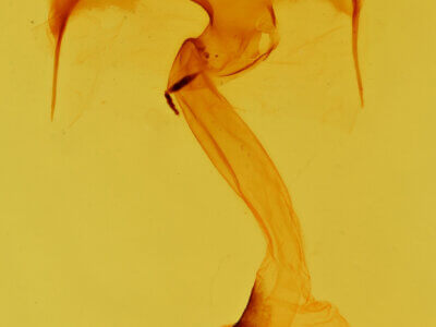 genitalia view of adult Macrurocampa zayasi