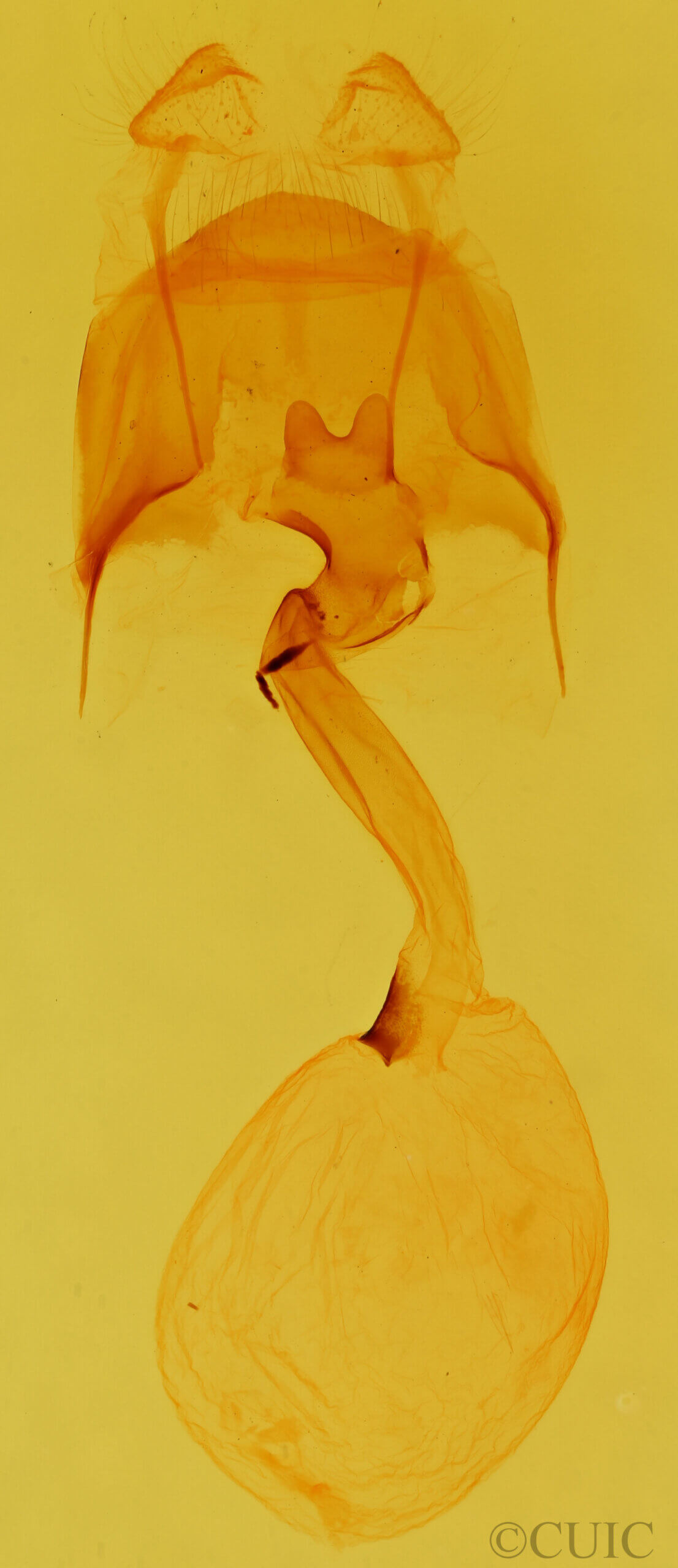 genitalia view of adult Macrurocampa zayasi