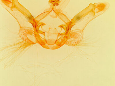 genitalia view of adult Nystalea indiana