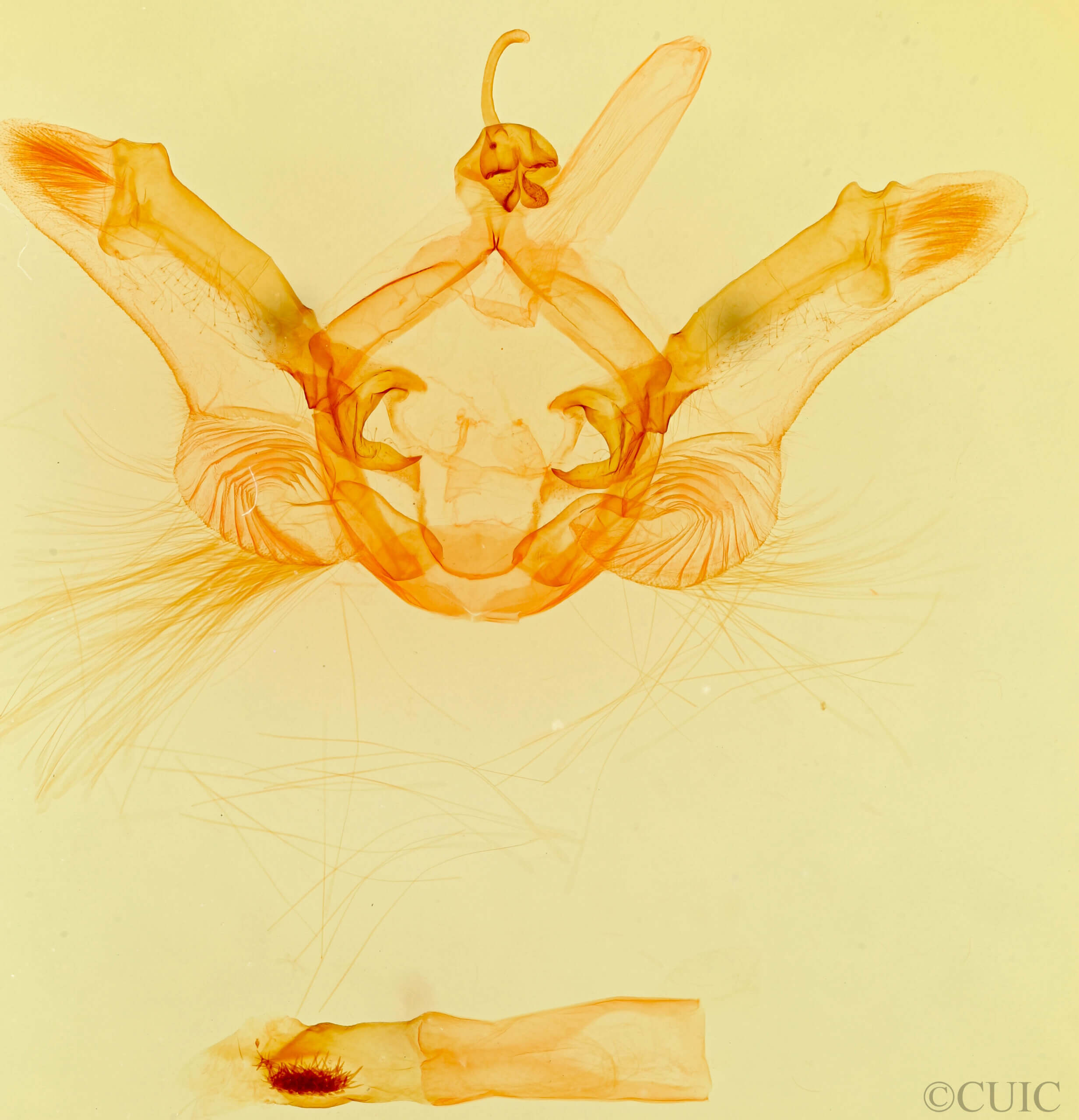 genitalia view of adult Nystalea indiana