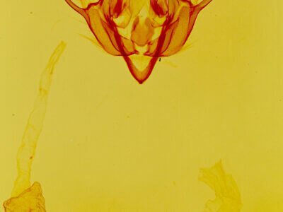 genitalia view of adult Euxoa gasta