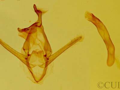 genitalia view of adult Toxonprucha sp.