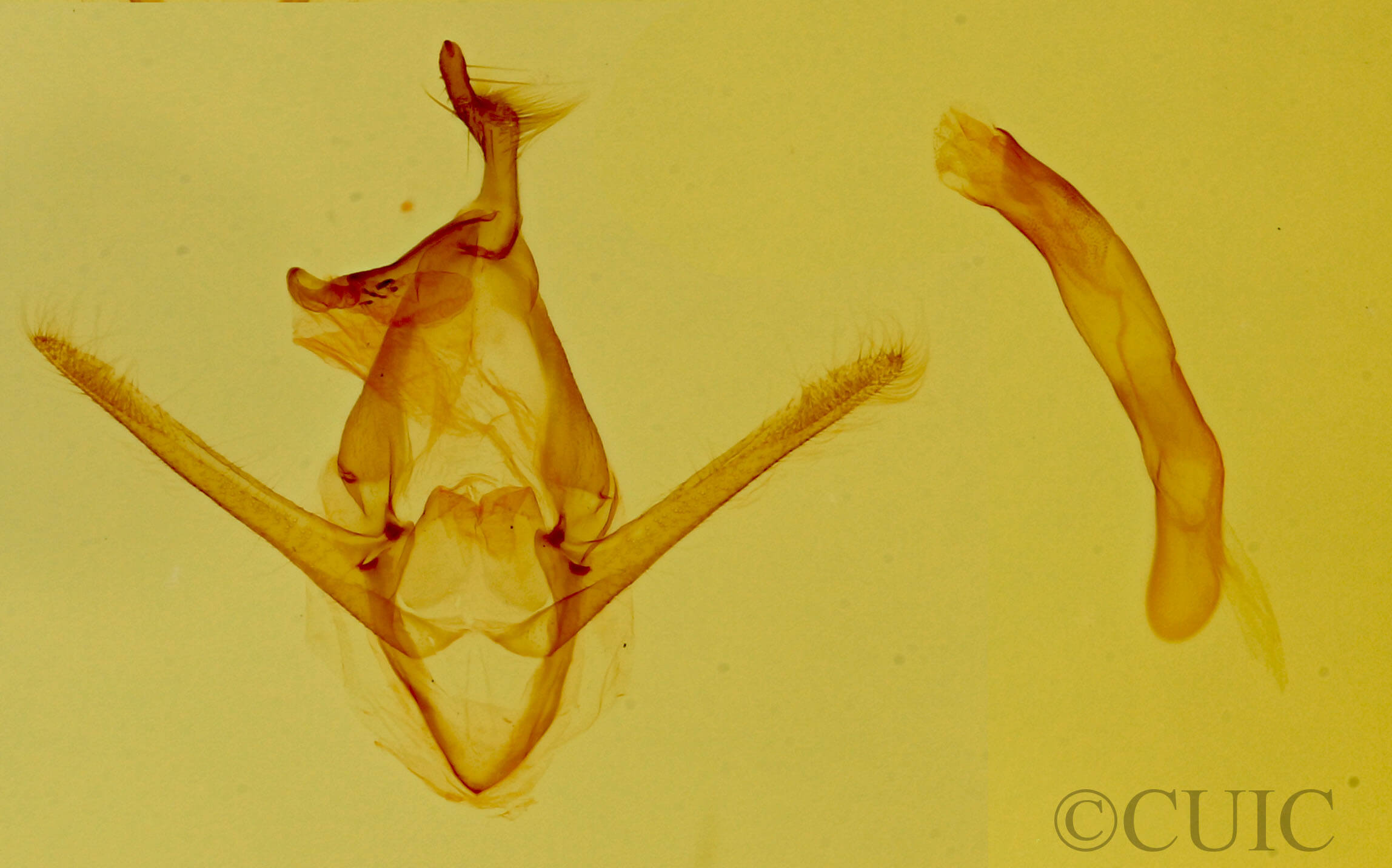 genitalia view of adult Toxonprucha sp.
